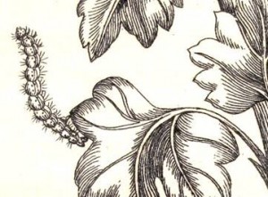 Fig. 3. Detail from Plate 25 in Merian’s first Raupen book.