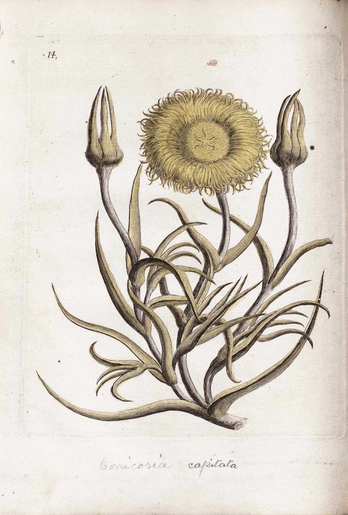 Figure 1. Pink leav'd Fig-Marygold. From: Richard Bradley, Historia Plantarum Succulentarum, Decade II, Plate 14, 1717. Image courtesy of the library of Kew Gardens, London.