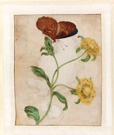 Figure 3. Maria Sibylla Merian, Yellow aster and butterfly, 1695, watercolour on vellum, drawn for Agnes Block. Reproduced by permission of the Rijksprentenkabinet, Amsterdam, inv. nr. RP-T-1947: 214. The drawing represents Aster ficoides ayzoides and an unidentified Morpho from South America. 