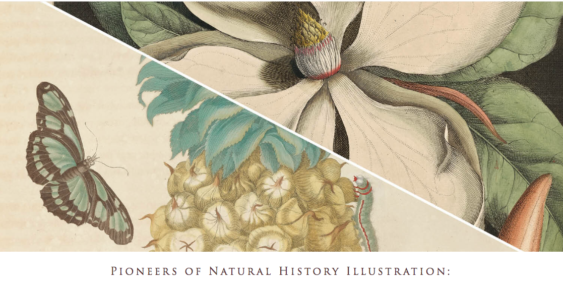 merian_slipcase