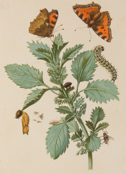 Figure 4. Plate 44 in Merian’s first Raupen book.