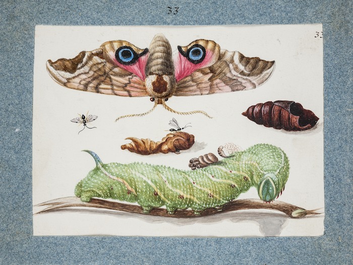 Fig. 3: Studienbuch pl. 14 fig. 33, Library of the Russian Academy of Sciences, St. Petersburg. (Click to enlarge)