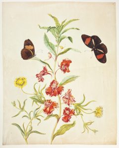 Figure 2. Maria Sibylla Merian, Impatiens balsamina, Lampranthus sp., Heliconus cf. Malpomene, 1695, watercolour and gouache on vellum. Reproduced by permission of the Russian Academy of Sciences, St. Petersburg, inv. nr. 10-85-5.