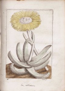 Figure 4 The Dwarf-Triangular White-leaf'd Fig-marygold. From: Richard Bradley, Historia Plantarum Succulentarum, Decade V, Plate 43, 1727. Image courtesy of the library of Kew Gardens, London.
